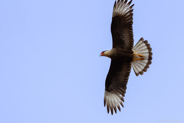 Caracara du Nord — Caracara plancus (Miller, 1777), (Kourou, Guyane, le 14/03/2017)
