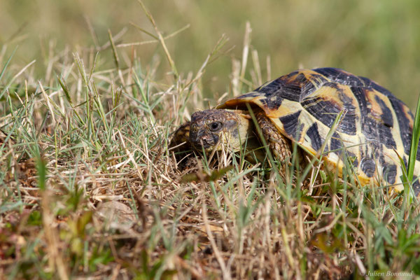 Tortue d'Hermann — Testudo hermanni (Gmelin, 1789), (animal captif)