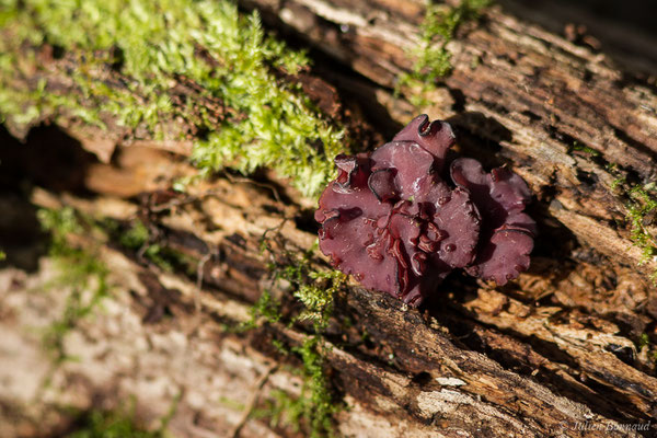 (Ascocoryne cylichnium) (Bedous (64), France, le 21/10/2020)