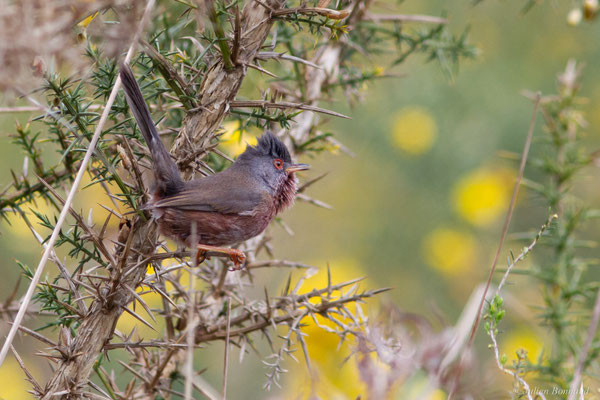 Fauvette pitchou — Curruca undata (Boddaert, 1783), (Saint-Martin-d'Oney (40), France, le 17/04/2025)