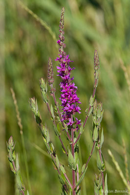 Salicaire commune ou Salicaire pourpre — Lythrum salicaria L., 1753