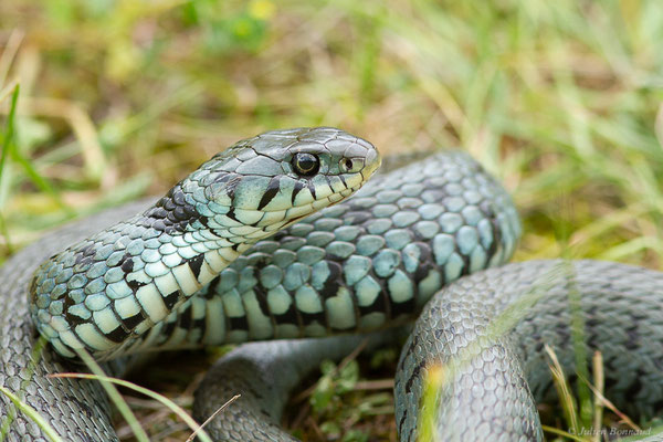 Couleuvre helvétique — Natrix helvetica (Lacepède, 1789), (Borce (64), France, le 18/05/2024)