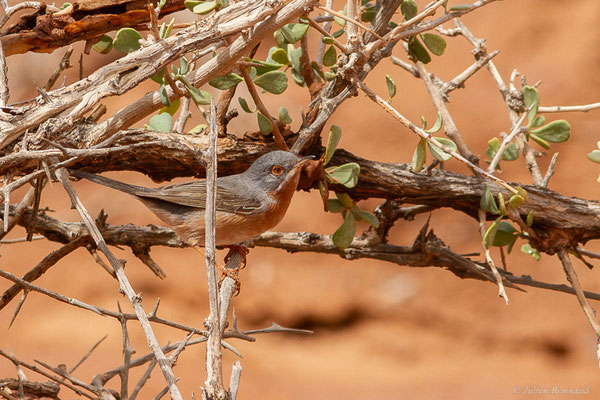 Fauvette passerinette — Curruca cantillans (Pallas, 1764), (Msseyed (Guelmim-Oued Noun), Maroc, le 29/03/2024)