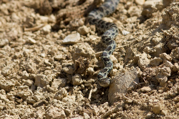 Couleuvre fer-à-cheval — Hemorrhois hippocrepis (Linnaeus, 1758), (jeune) (Sagres (Vila do Bispo), (Algarve), Portugal, le 03/09/2018)