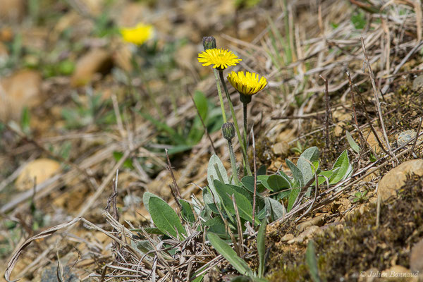 Piloselle — Pilosella officinarum FWSchultz & Sch.Bip., 1862, (Lacq (64), France, le 20/03/2019)