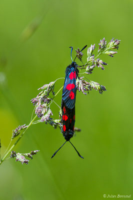 Zygène du trèfle — Zygaena trifolii (Esper, 1783), (Pihourc, Saint-Godens (31), France, le 21/05/2018)