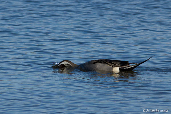 Canard pilet — Anas acuta Linnaeus, 1758
