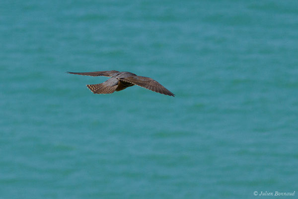 Faucon hobereau – Falco subbuteo Linnaeus, 1758, (Bidart (64), France, le 22/05/2019)