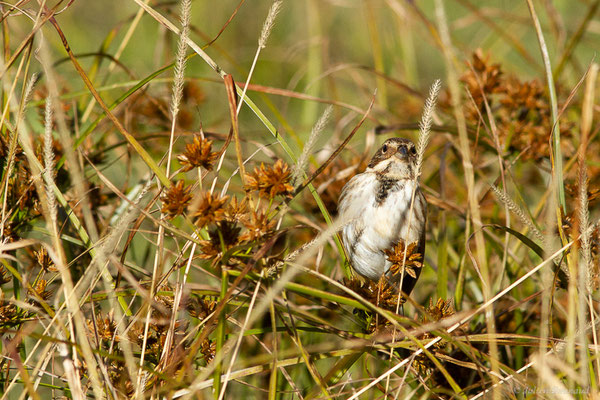 Bruant des roseaux — Emberiza schoeniclus (Linnaeus, 1758), (Dax (40), France, le 15/12/2022)