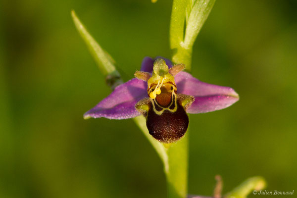 Ophrys abeille — Ophrys apifera Huds., 1762, (Guiche (64), France, le 19/05/2020)