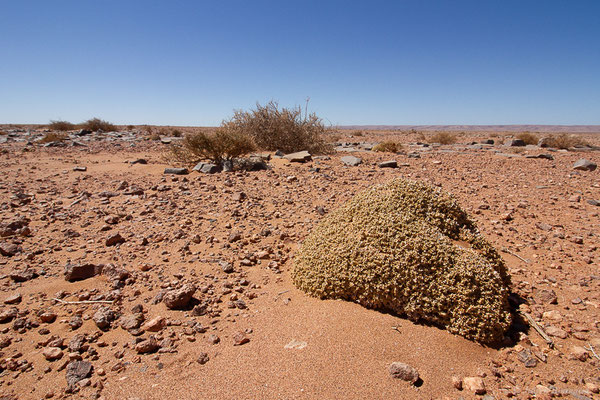 (Msseyed (Guelmim-Oued Noun), Maroc, le 27/03/2024)