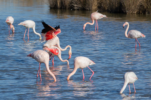 Flamant rose – Phoenicopterus roseus Pallas, 1811, (Parc ornithologique de Pont de Gau (13), France, le 20/02/2020)