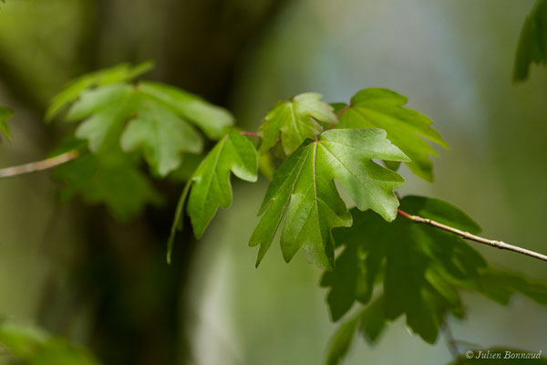 Érable champêtre — Acer campestre L., 1753, (Etsaut (64), France, le 06/05/2019)