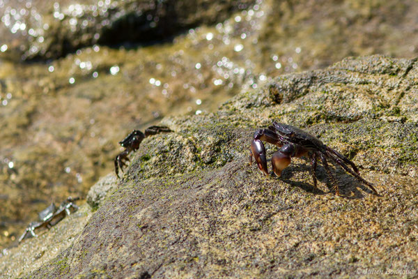 Crabe marbré (Pachygrapsus marmoratus) (Sagres (Vila do Bispo), (Algarve), Portugal, le 31/08/2018)