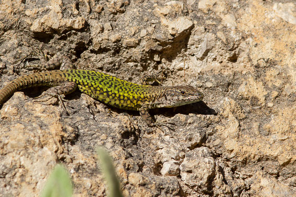 Lézard de Vaucher — Podarcis vaucheri (Boulenger, 1905)
