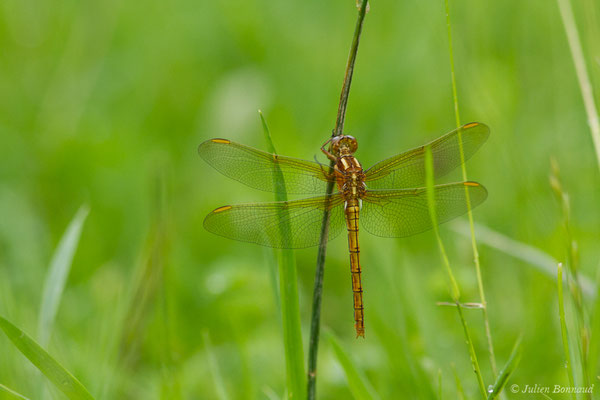  Orthétrum bleuissant — Orthetrum coerulescens (Fabricius, 1798), (femelle mature), (Hameau du Plan, Saint-Béat (31), France, le 05/06/2018)