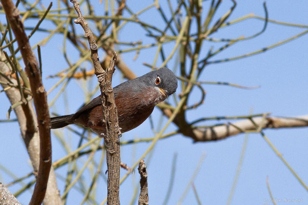 Fauvette de l'Atlas — Curruca deserticola (Tristram, 1859), (Msseyed (Guelmim-Oued Noun), Maroc, le 06/02/2024)