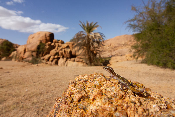 Saurodactyle d'El Mouden — Saurodactylus elmoudenii Javanmardi, Vogler and Joger, 2019