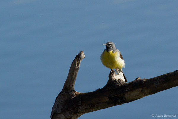 Bergeronnette des ruisseaux — Motacilla cinerea Tunstall, 1771, (Braud-et-Saint-Louis (33), France, le 07/03/2018)