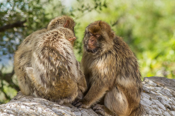 Magot, Macaque berbère, Macaque de Barbarie — Macaca sylvanus (Linnaeus, 1758)