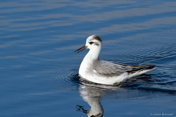 Phalarope à bec large — Phalaropus fulicarius (Linnaeus, 1758), (Capbreton (40), France, le 02/12/2022)