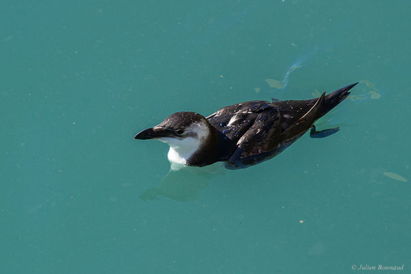 Pingouin torda — Alca torda Linnaeus, 1758, (Essaouira (Marrakech-Safi), Maroc, le 24/01/2023)