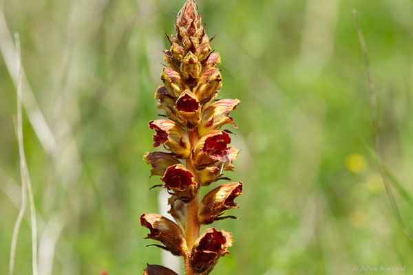 Orobanche grêle — Orobanche gracilis Sm., 1798, (Auch (32), France, le 05/05/2022)