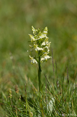 Platanthère à fleurs verdâtres — Platanthera chlorantha (Custer) Rchb., 1828, (Col du Pourtalet, Laruns (64), France, le 06/07/2019)