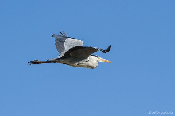 Héron cendré — Ardea cinerea Linnaeus, 1758, (Parc ornithologique de Pont de Gau (13), France, le 20/02/2020)