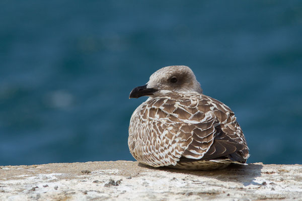 Goéland leucophée — Larus michahellis Naumann, JF, 1840, (Sagres (Vila do Bispo), Algarve (Portugal), le 29/08/2018)