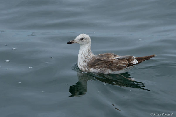 Goéland brun — Larus fuscus Linnaeus, 1758, (Baie de Quiberon, Locmariaquer (56), France, le 09/07/2021)