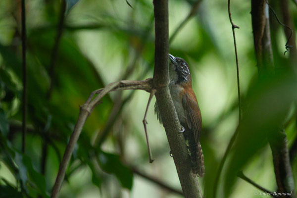 Troglodyte coraya — Pheugopedius coraya (Gmelin, 1789)