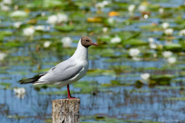 Mouette rieuse — Chroicocephalus ridibundus (Linnaeus, 1766)