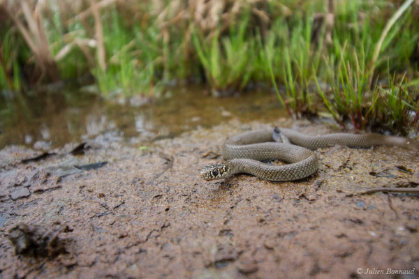 Couleuvre verte et jaune — Hierophis viridiflavus (Lacepède, 1789), (juvénile) (Bénéjacq (64), France, le 26/04/2018)