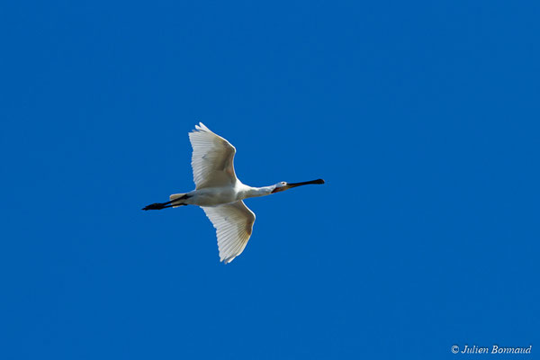 Spatule blanche — Platalea leucorodia Linnaeus, 1758, (adulte) (réserve ornithologique du Teich (33), France, le 24/01/2018)