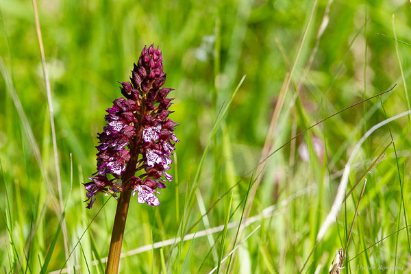 Orchis pourpre — Orchis purpurea Huds., 1762, (Lespielle (64), France, le 20/04/2024)