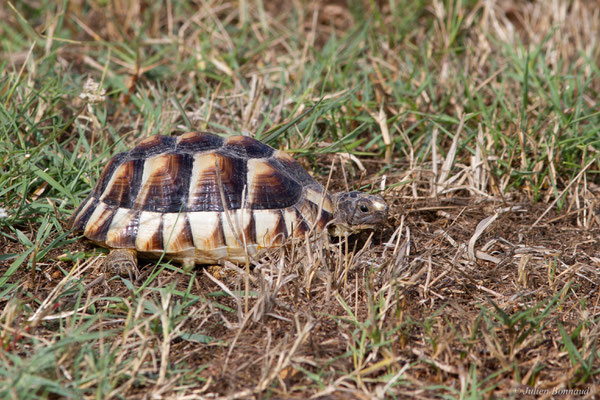 Tortue marginée — Testudo marginata Schoepff, 1793, (juvénile), (animal captif)