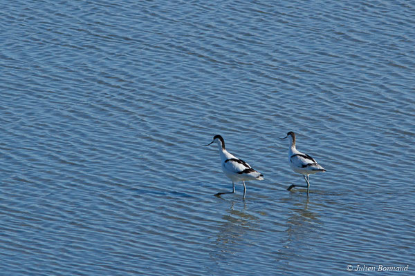 Avocette élégante — Recurvirostra avosetta Linnaeus, 1758, (réserve ornithologique du Teich (33), France, le 24/01/2018)