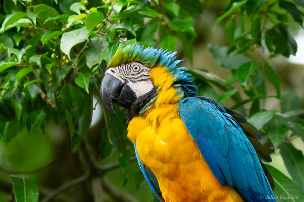 Ara bleu — Ara ararauna (Linnaeus, 1758), (Zoo de Guyane, le 22/04/2017)