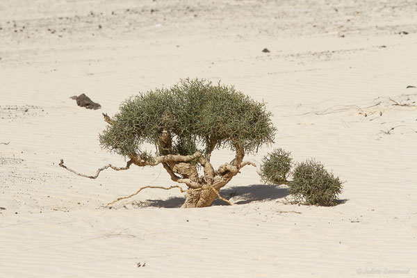 Alauga — Launaea arborescens Murb., 1923, (Fuerteventura, (Iles Canaries, Espagne), le 02/2022)