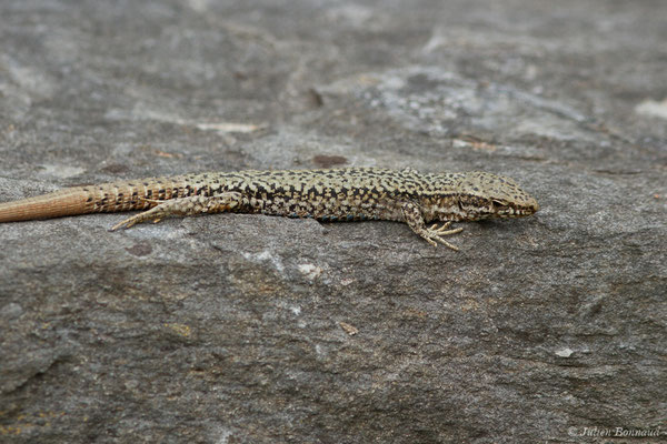 Lézard des murailles — Podarcis muralis (Laurenti, 1768)