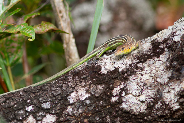 Lézard coureur incertain — Cnemidophorus cryptus Cole & Dessauer, 1993,  (Iracoubo, Guyane, le 12/07/2016)