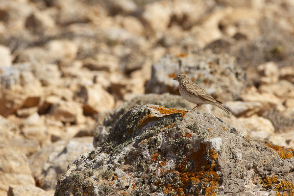 Alouette pispolette — Alaudala rufescens (Vieillot, 1820), (Tindaya, Fuerteventura, (Iles Canaries, Espagne), le 13/02/2022)