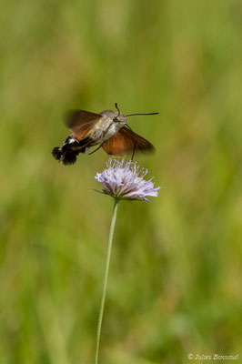 Moro-Sphinx — Macroglossum stellatarum (Linnaeus, 1758), (Périgueux (24), France, le 09/08/2018)