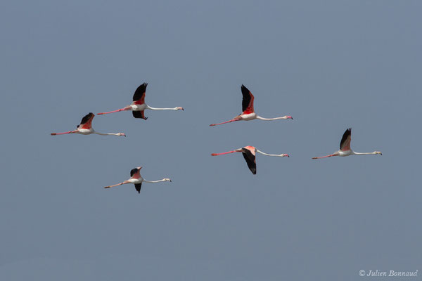 Flamant rose – Phoenicopterus roseus Pallas, 1811, (Ria Formosa (Faro), (Algarve), Portugal, le 01/09/2018)