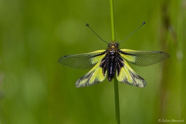 Ascalaphe soufré (Libelloides coccajus) (Pihourc, Saint-Godens (31), France, le 21/05/2018)