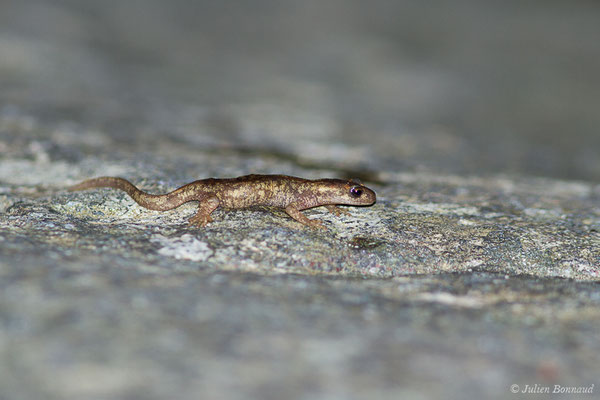 Euprocte de Corse – Euproctus montanus (Savi, 1838) (Asco (2B), France, le 10/09/2019)