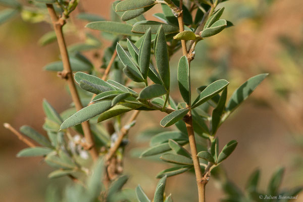Anagyre fétide — Anagyris foetida L., 1753
