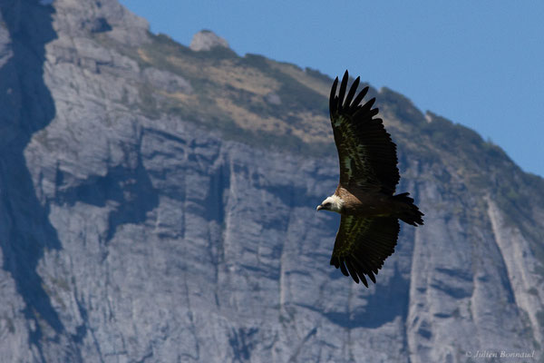 Vautour fauve — Gyps fulvus (Hablizl, 1783), (station de ski de Gourette, Eaux-Bonnes (64), France, le 27/05/2022)