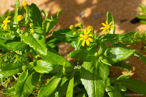 Séneçon à feuilles de marguerite — Senecio leucanthemifolius Poir., 1789